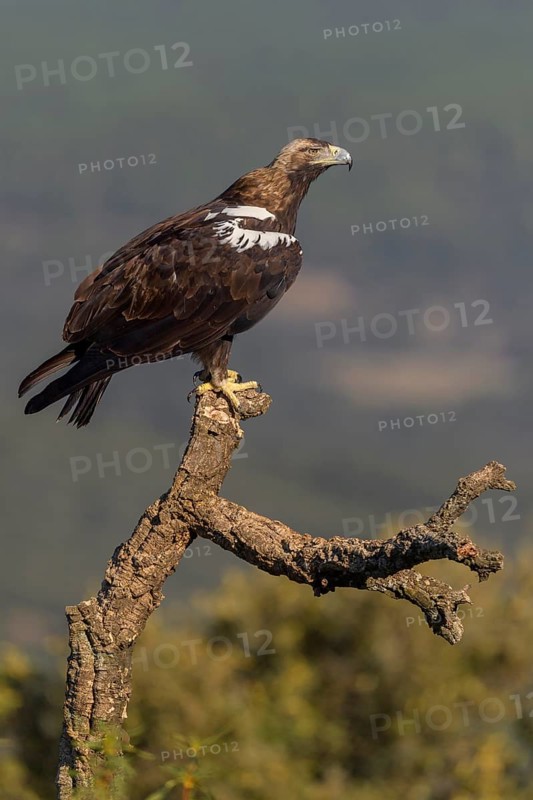Spanish imperial eagle