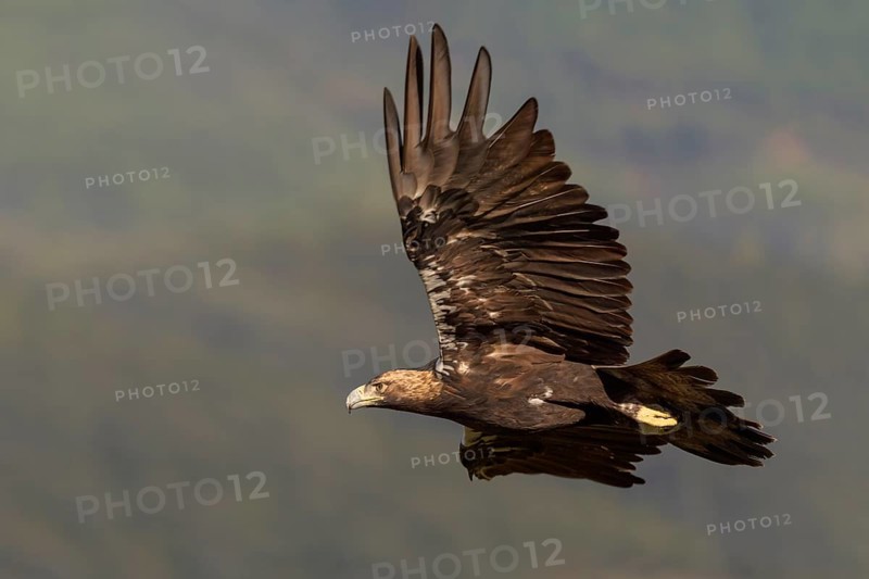 Spanish imperial eagle