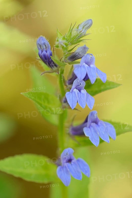 Blue cardinal lobelia