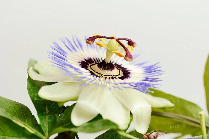 Blue passion flower