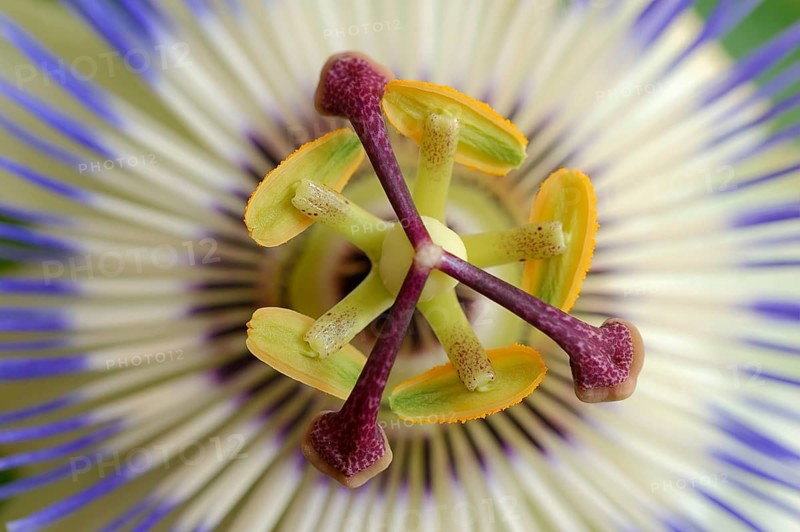 Blue passion flower