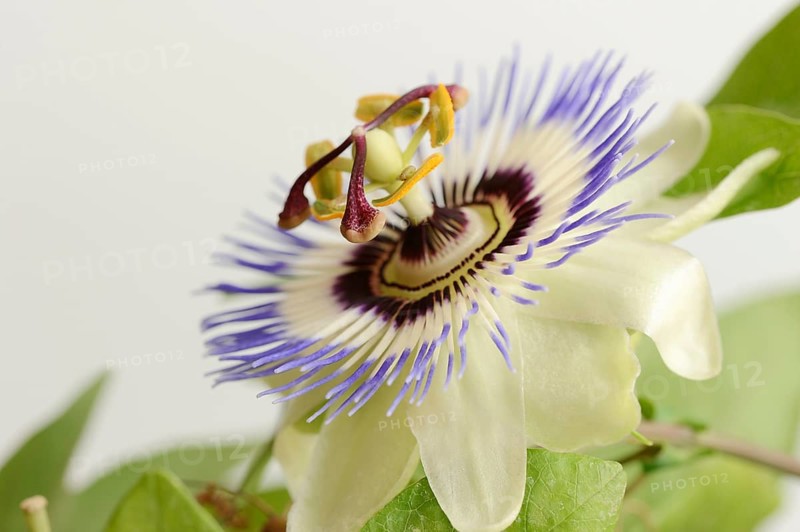 Blue passion flower