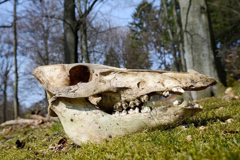 European wild boar