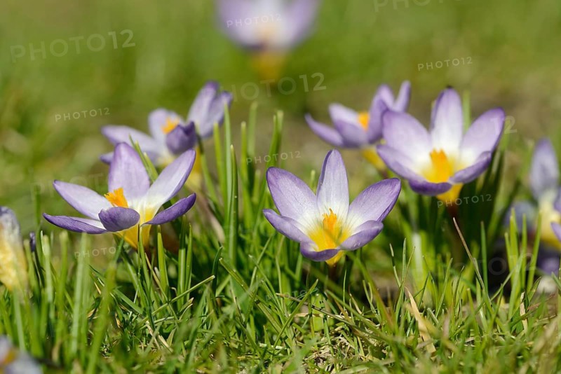 Sieber crocus or Greek dwarf crocus