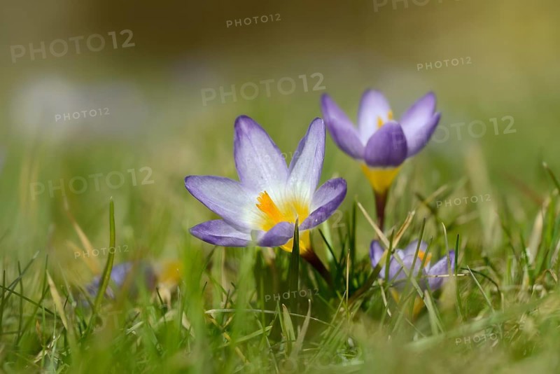 Sieber crocus or Greek dwarf crocus
