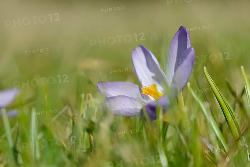 Sieber crocus or Greek dwarf crocus