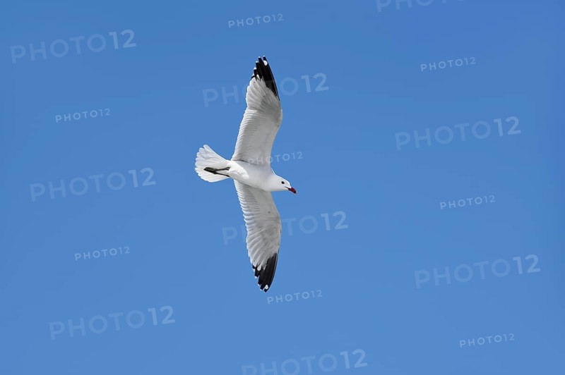 Audouin's gull