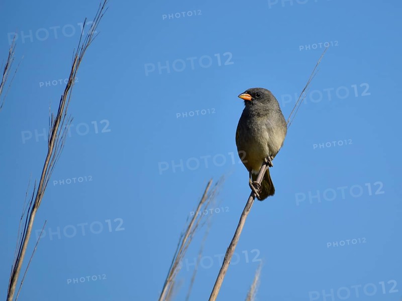 Pampas Tanager