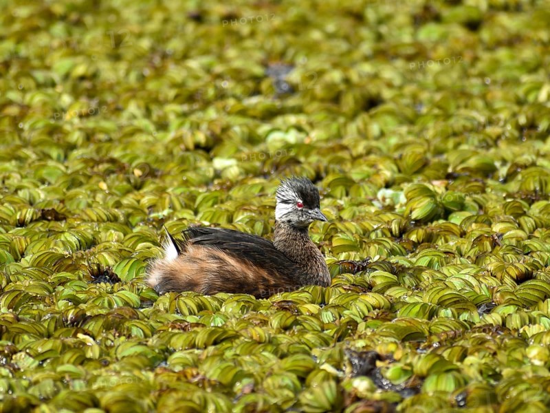 A white-tufted grebe