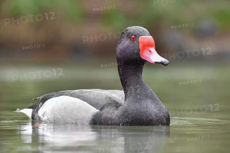 Portrait of a rosy-billed pochard