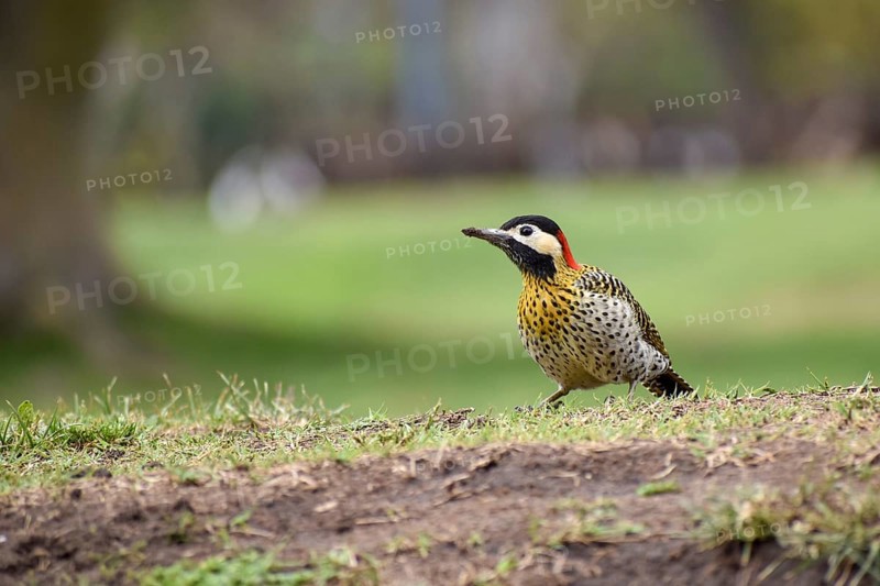 A Green-banded Woodpecker