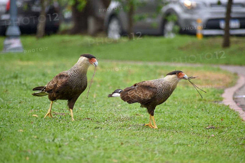 A pair of southern crested caracara