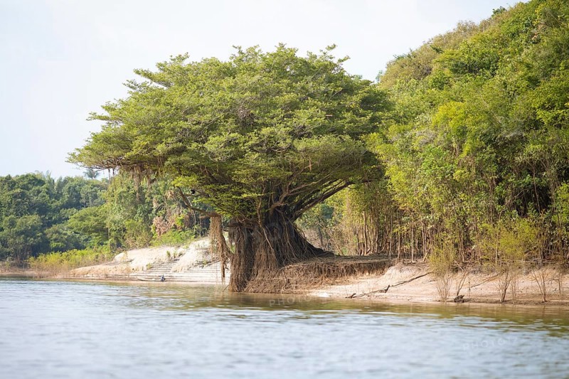 Tree on the bank of the Rio Amazonas at low water level