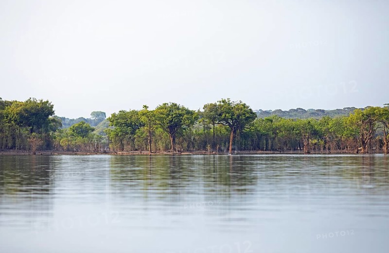 Trees on the bank of the Rio Amazonas at low water level
