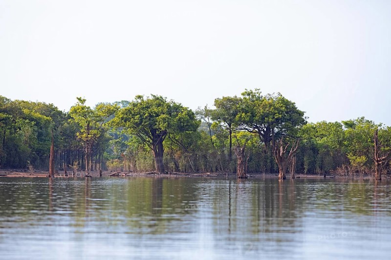 Trees on the bank of the Rio Amazonas at low water level