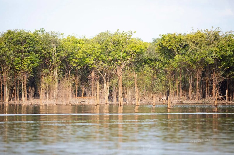 Trees on the bank of the Rio Amazonas at low water level