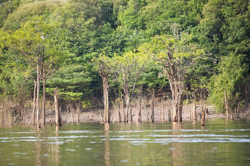 Trees on the bank of the Rio Amazonas at low water level