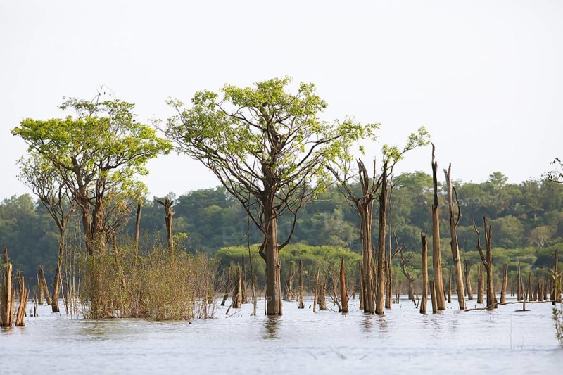 Trees in the Rio Amazonas