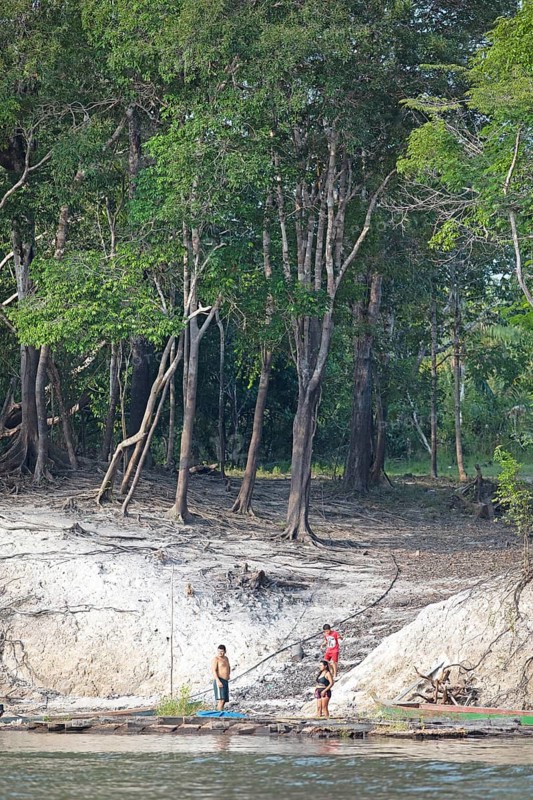 Trees on the bank of the Rio Amazonas at low water level