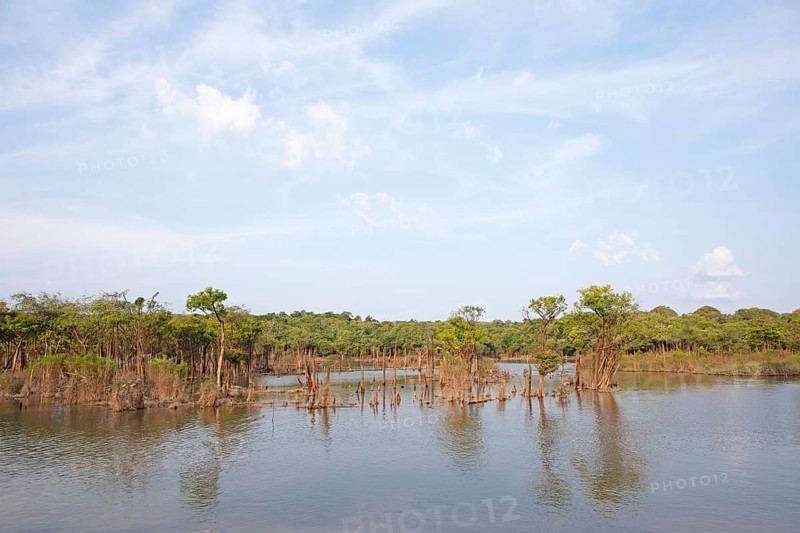 Trees in the Rio Amazonas at low water level
