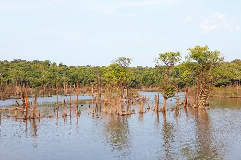 Trees in the Rio Amazonas
