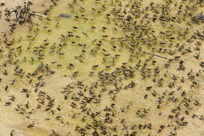 Green long-legged flies