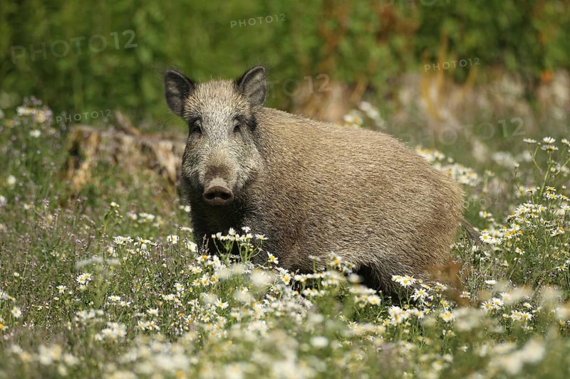 Wild boar