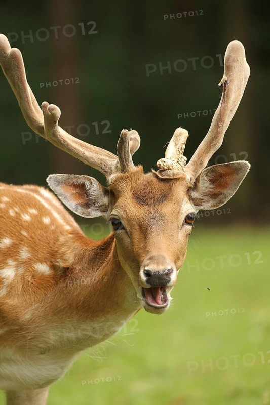 Fallow deer
