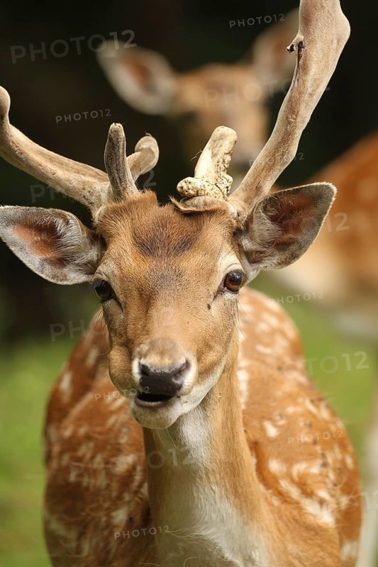 Fallow deer