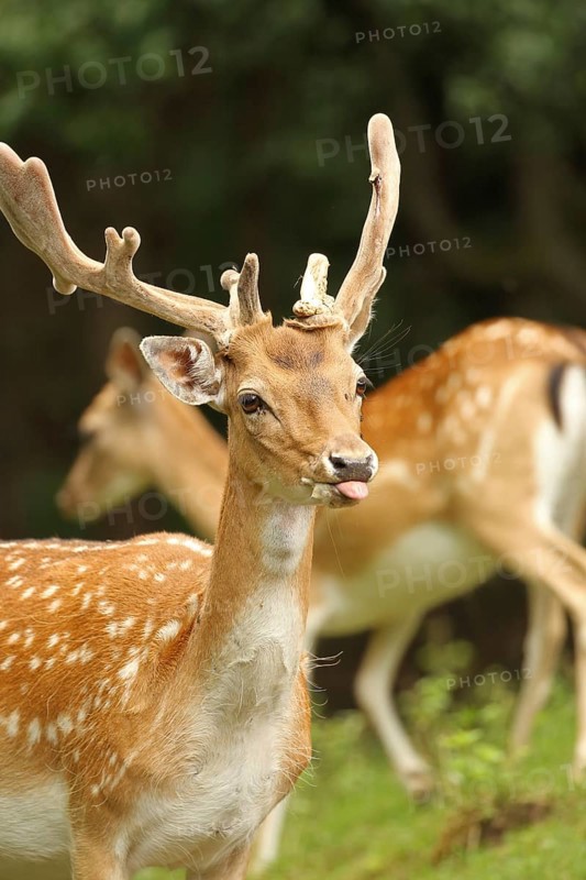 Fallow deer