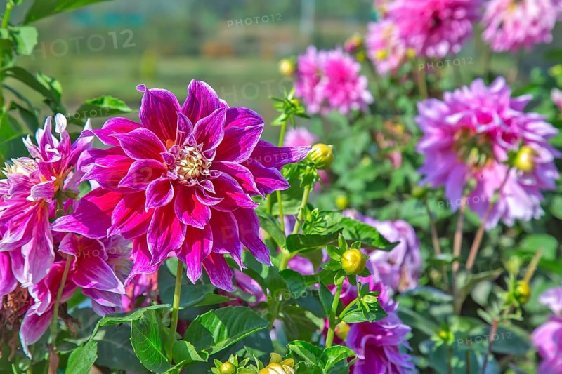 Daisy flowers in Gandhi garden srinagar