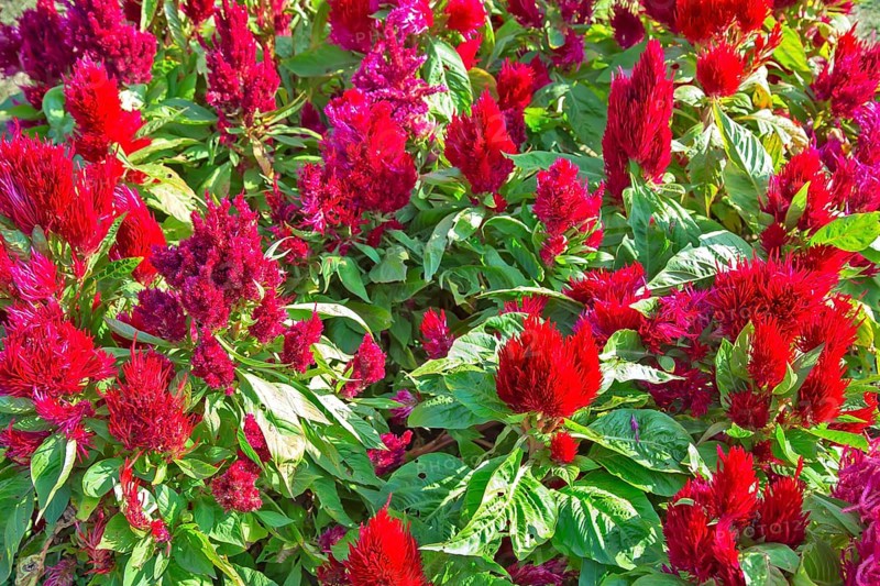 Blooming flowers in Srinagar