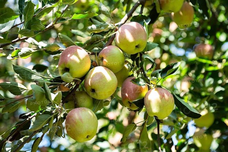 Red Apples on tree in Pahalgam