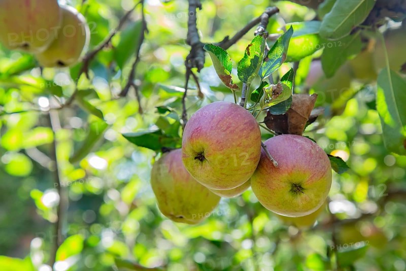 Red Apples on tree in Pahalgam