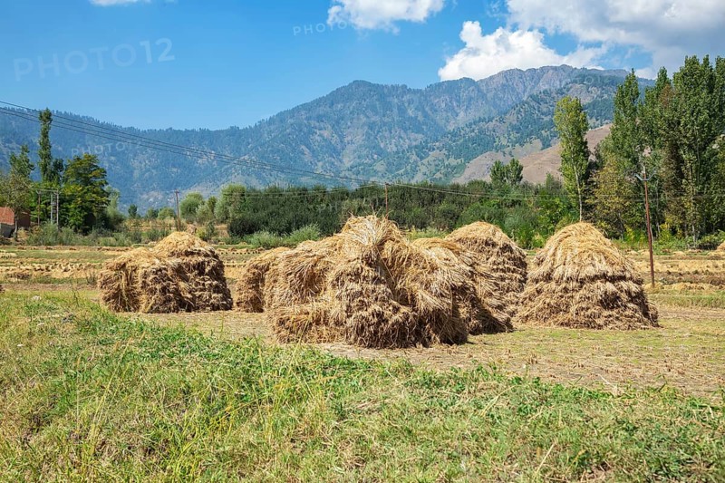 Bale of rice in field in Nishat Suth