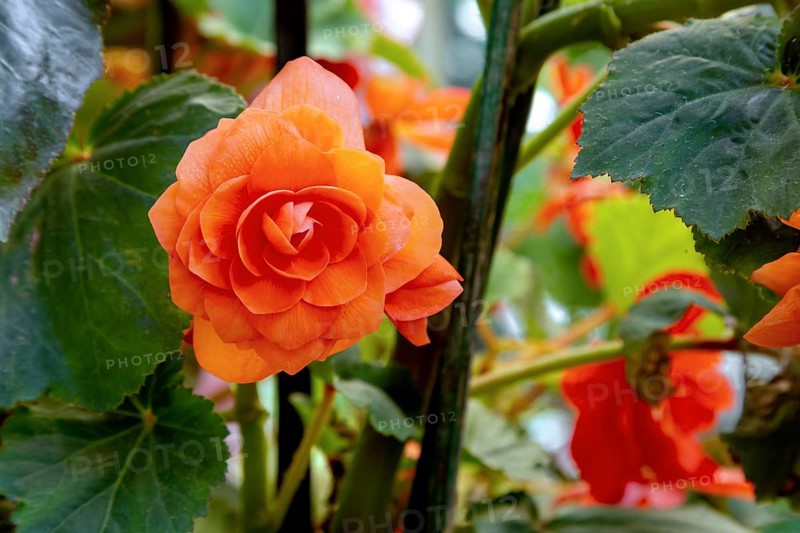 Orange begonia in full bloom at the Road Company garden Mussourie
