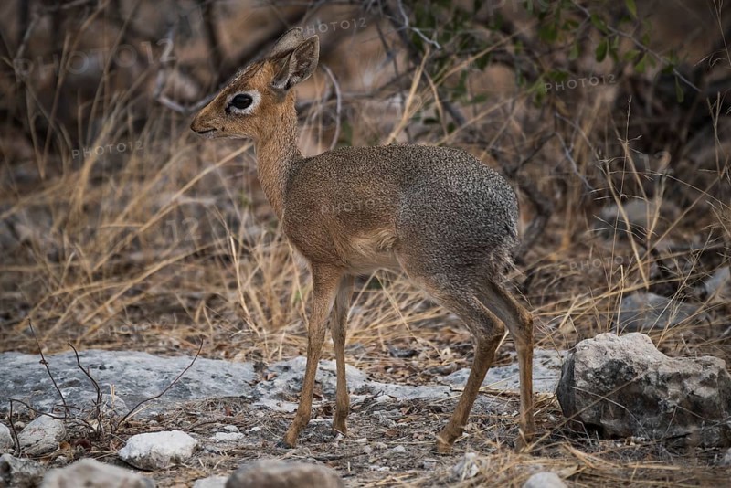 Kirk dikdik or kirk's dik-dik