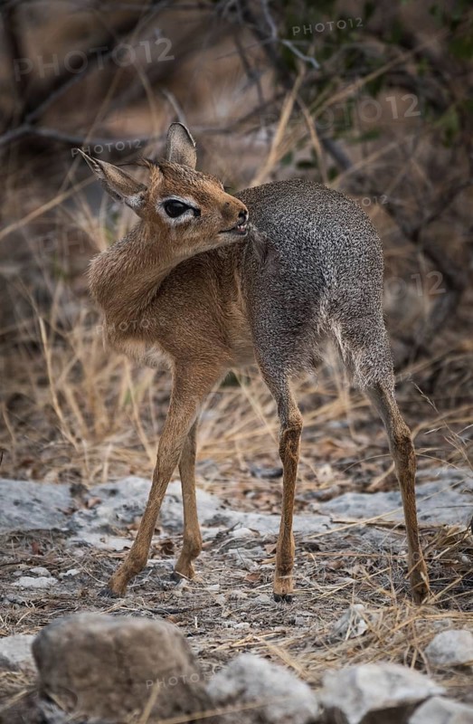 Kirk dikdik or kirk's dik-dik