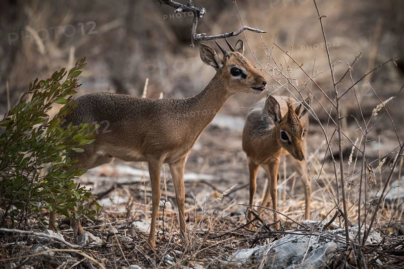 Kirk dikdik or kirk's dik-dik