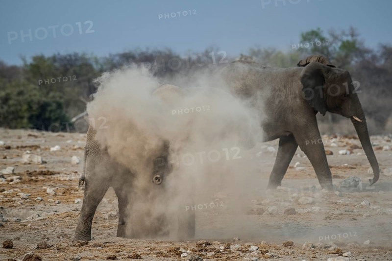 An African elephant