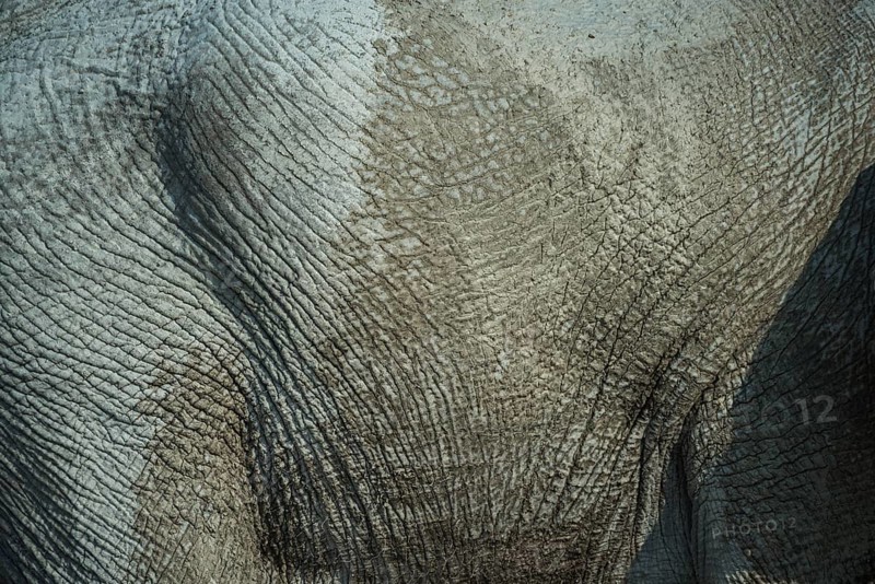 Skin of an African elephant