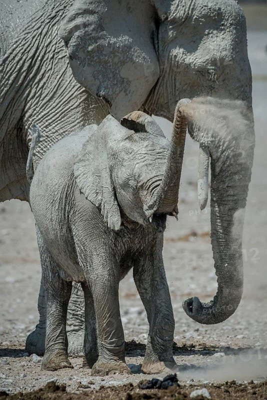 A young African elephant