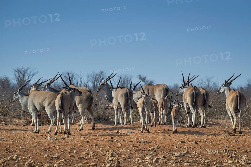 A herd of common elands