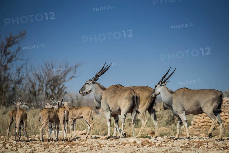 Common elands