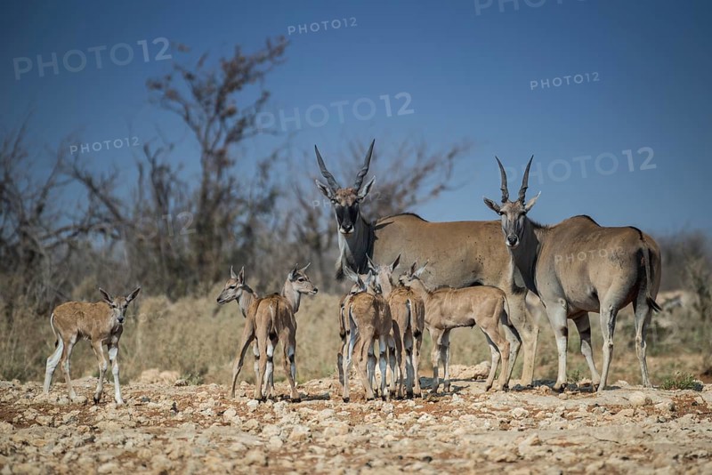 Common elands