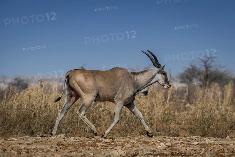 Common eland