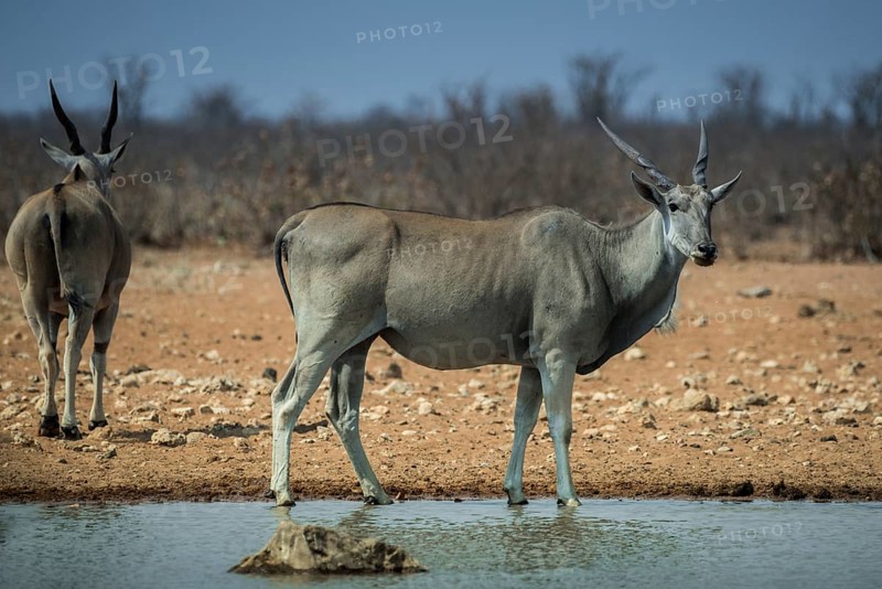 Common elands