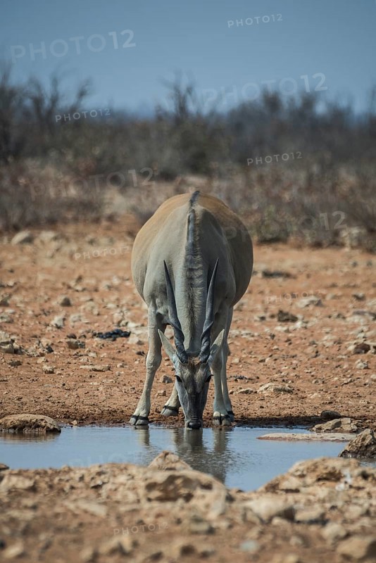 Common eland