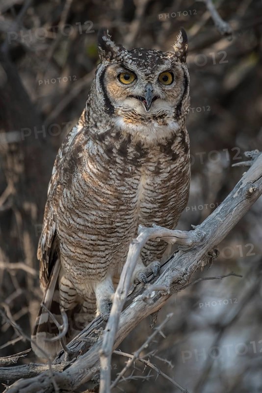 Spotted eagle-owl