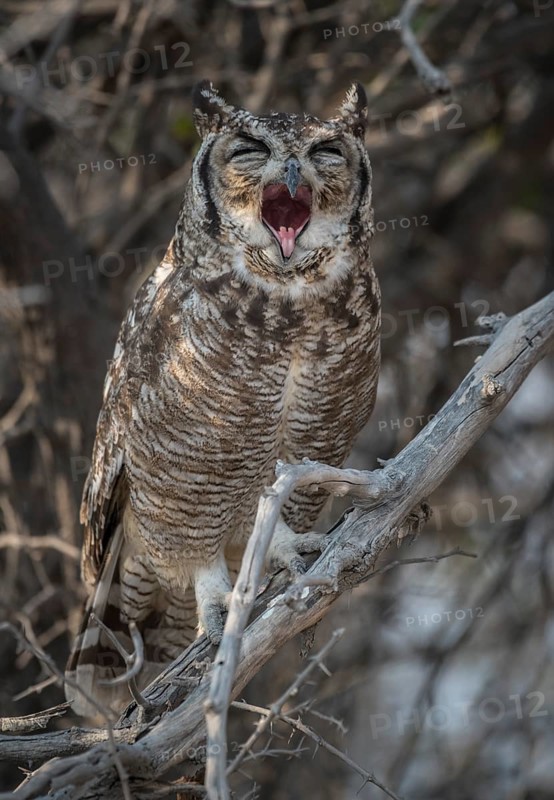 Spotted eagle-owl